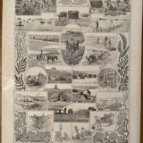 Lithograph on algae - 1930