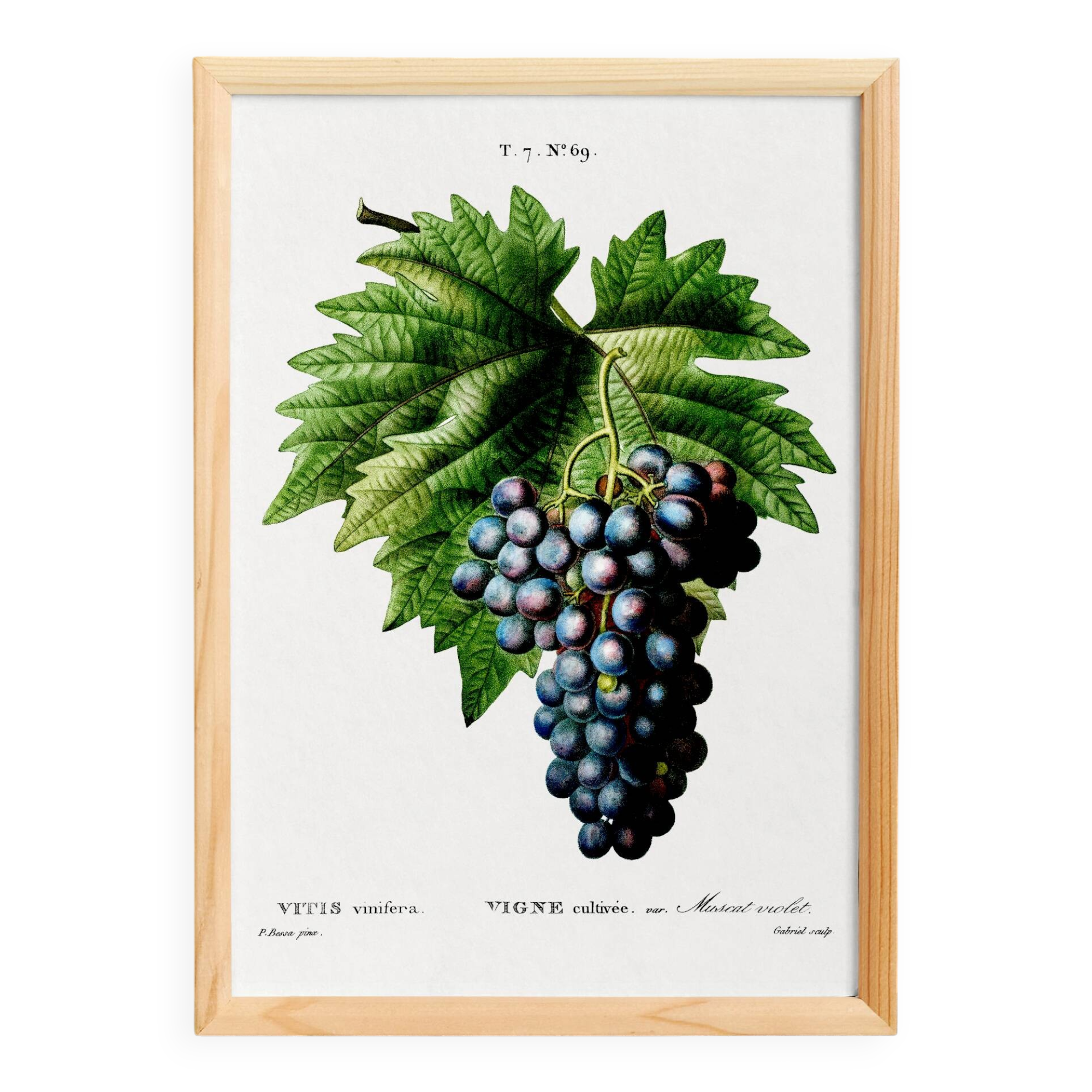 Poster on grapes, based on an engraving from 1802.
