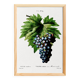 Poster on grapes, based on an engraving from 1802.