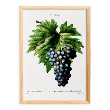 Poster on grapes, based on an engraving from 1802.