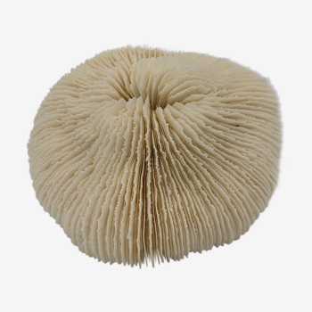 Corail Fungia blanc, ancien, Polynésie, années 1960/1970