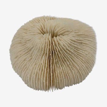 Coral White Fungia, ancient, Polynesia 1960/1970