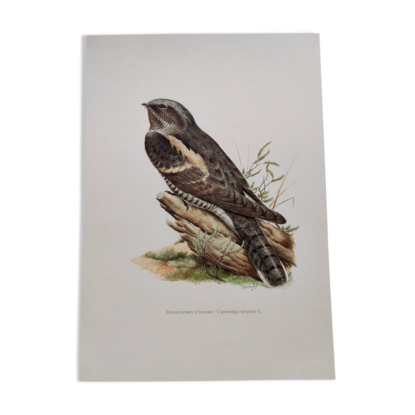 Bird illustration 1960s - European nightjar - Vintage zoological and ornithological image