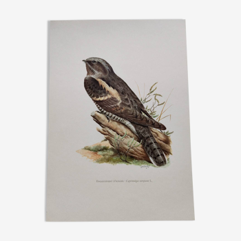 Bird illustration 1960s - European nightjar - Vintage zoological and ornithological image