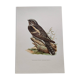 Bird illustration 1960s - European nightjar - Vintage zoological and ornithological image