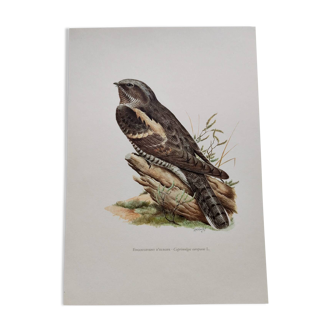 Illustration oiseaux Années 60 - Engoulevent d'Europe - Image zoologique et ornithologique vintage