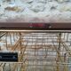 Caddy brand mail sorter