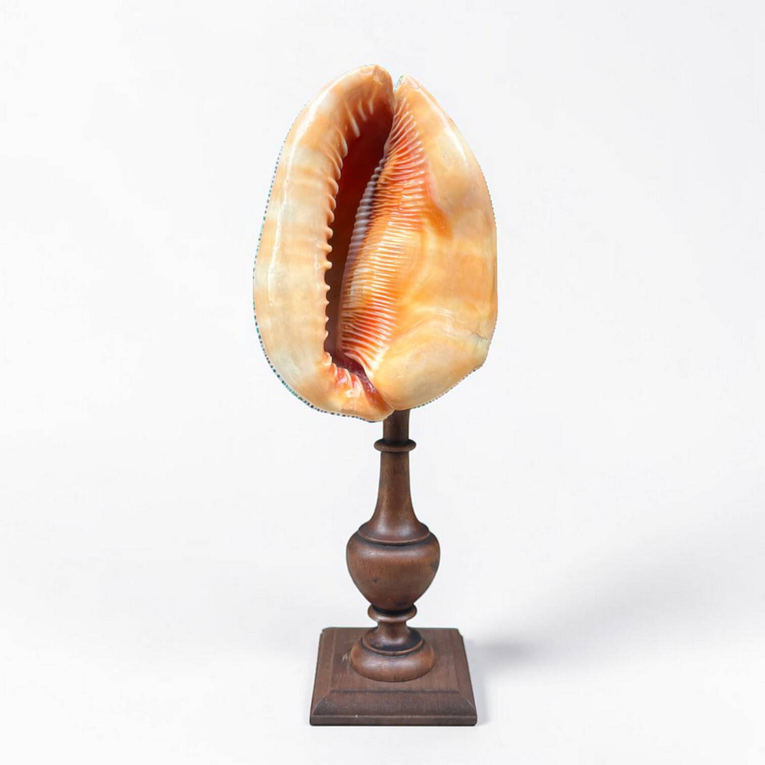 Red helmet shell conch on turned wooden base 19th century