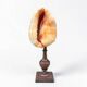 Red helmet shell conch on turned wooden base 19th century