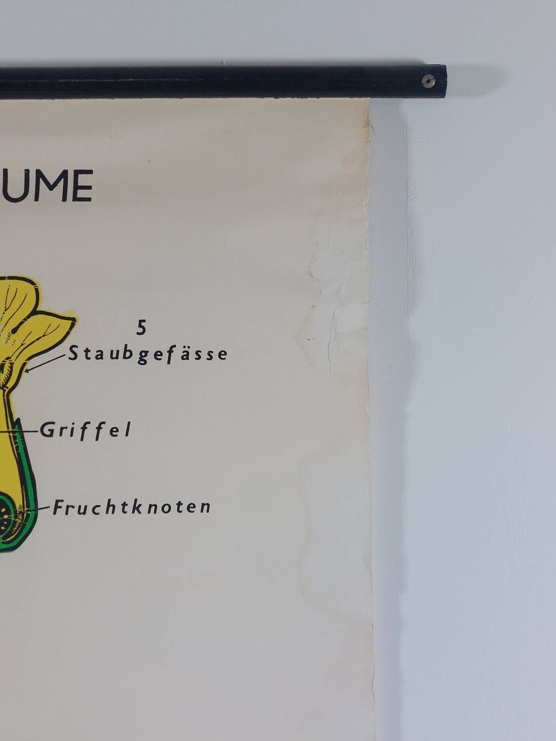 Vintage educational wall hanging roll chart biology plants botanical