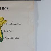 Vintage educational wall hanging roll chart biology plants botanical