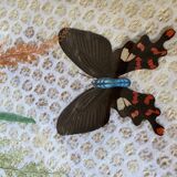 Tray and 6 coasters with naturalized butterflies