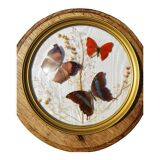 Round frame domed butterflies naturalized