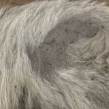 Authentic cowhide traditional tannery