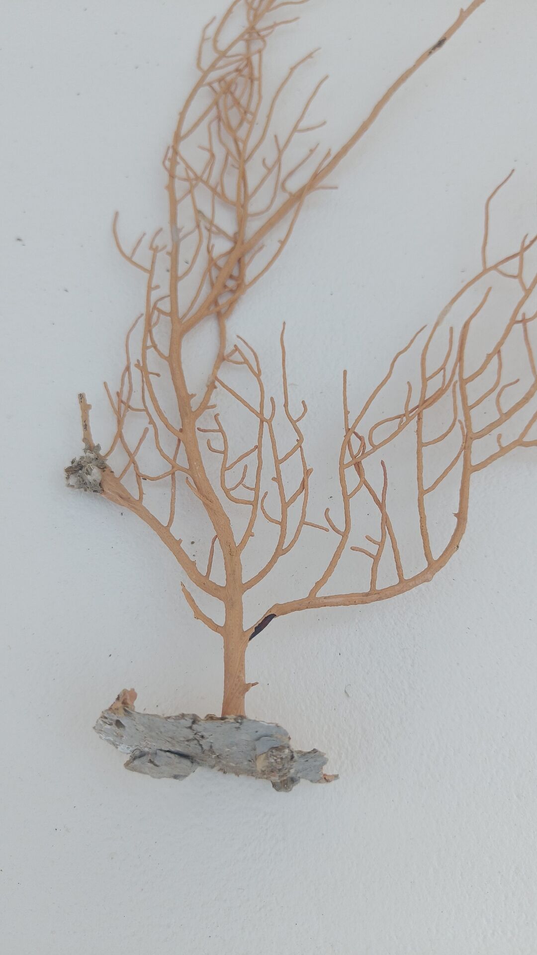 Gorgonian coral