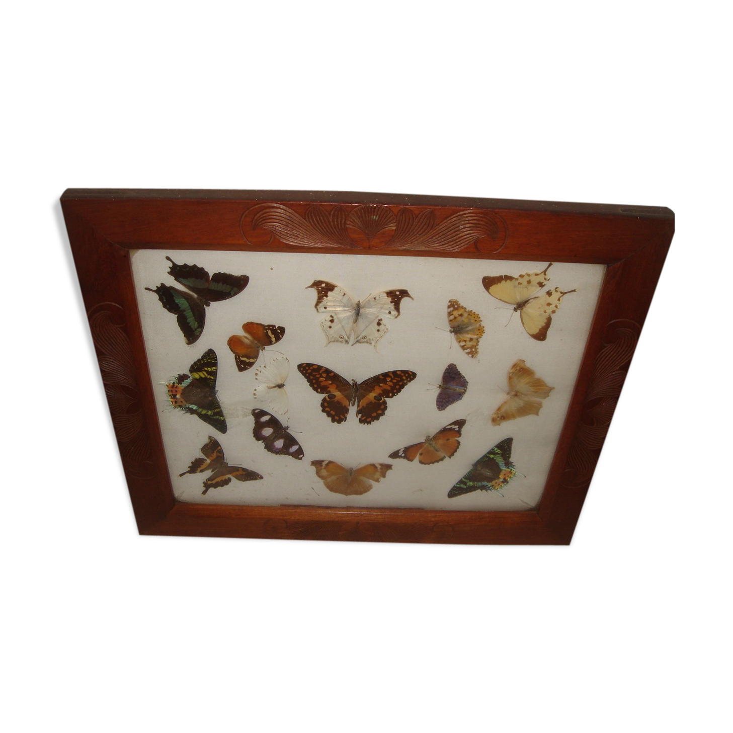 Naturalized Butterflies of Madagascar, 1960