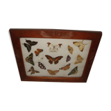 Naturalized Butterflies of Madagascar, 1960