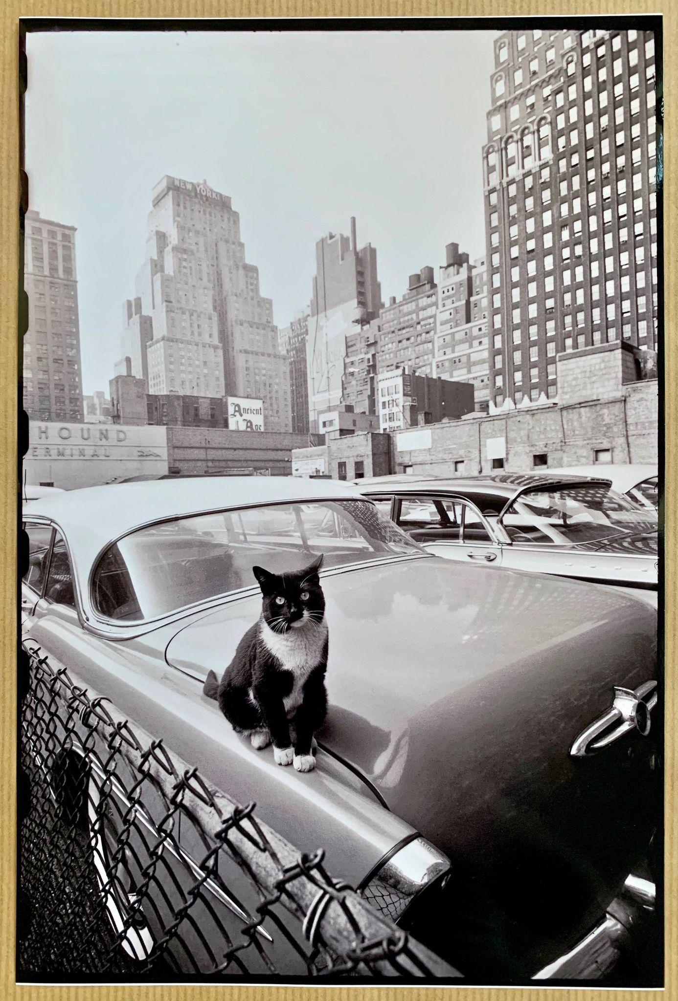 Fine Art Photography by Angelo Rizzuto “Cat on a Car” – New York, 1958