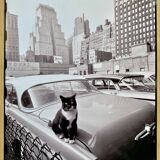 Fine Art Photography by Angelo Rizzuto “Cat on a Car” – New York, 1958