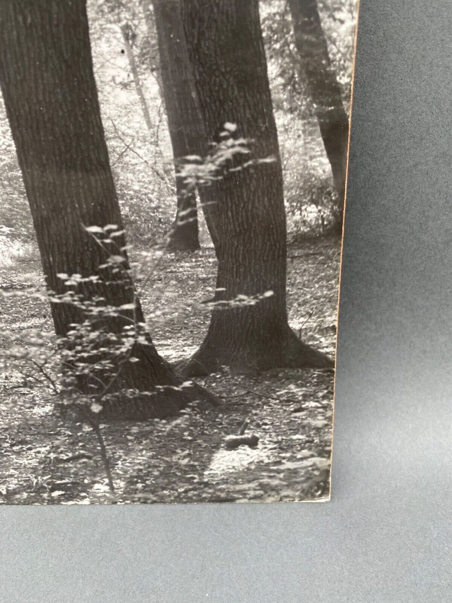 Photo argentique Bernard Darot Coulée de soleil dans les feuillus XXe