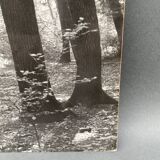 Photo argentique Bernard Darot Coulée de soleil dans les feuillus XXe