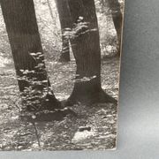 Photo argentique Bernard Darot Coulée de soleil dans les feuillus XXe