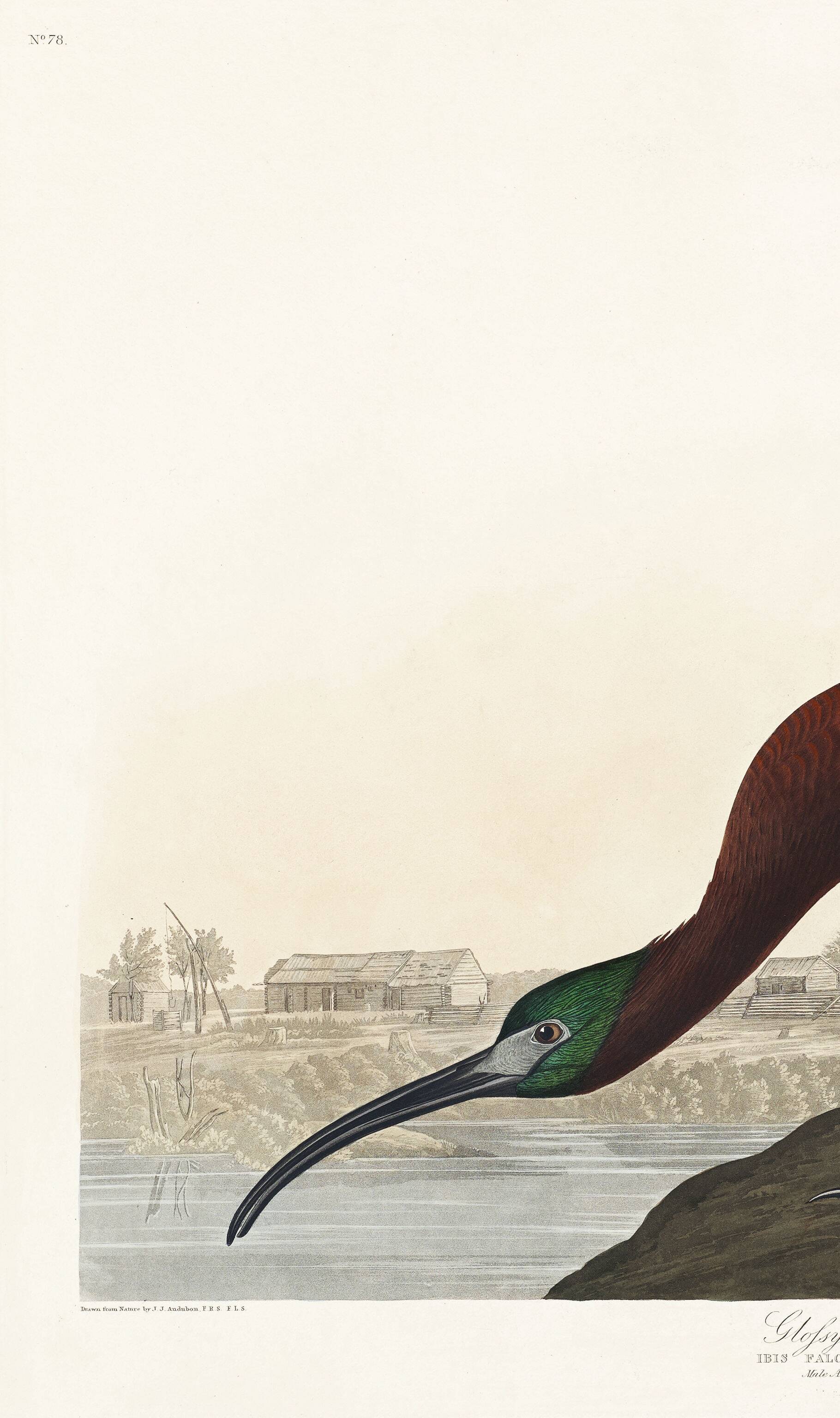 Poster about the shining ibis, after an old engraving from 1827.