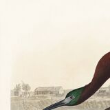 Poster about the shining ibis, after an old engraving from 1827.