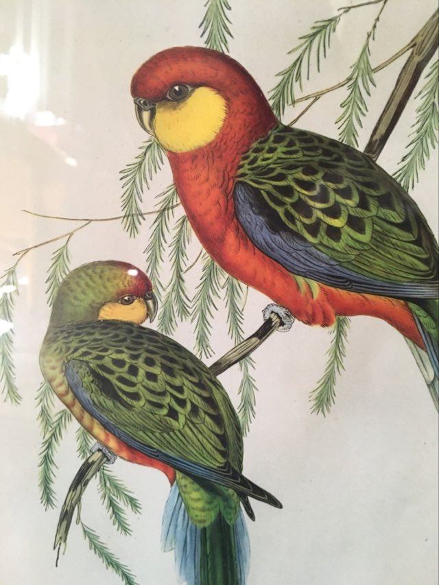 Ornithological board "Platycercus Icterotis" J C Gould H C Richter.