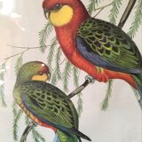 Ornithological board "Platycercus Icterotis" J C Gould H C Richter.