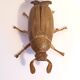 Ashtray with lid in the shape of a beetle in gilt bronze