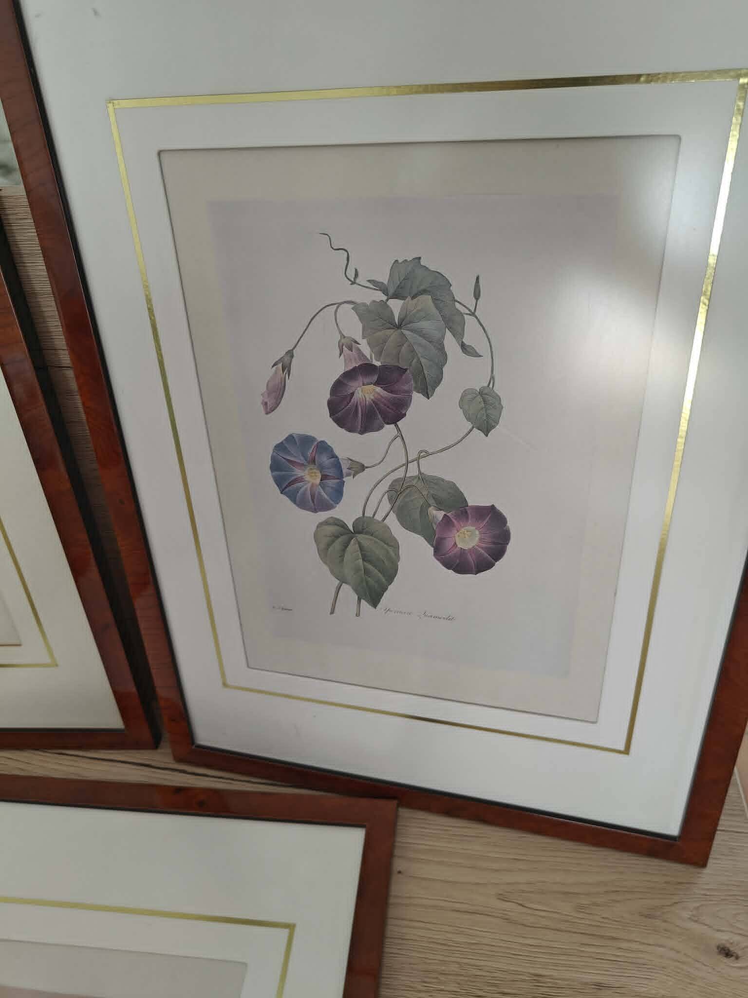 Lot 3 Large Botanical Engravings by Pierre-Joseph Redouté Flowers