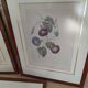 Lot 3 Large Botanical Engravings by Pierre-Joseph Redouté Flowers