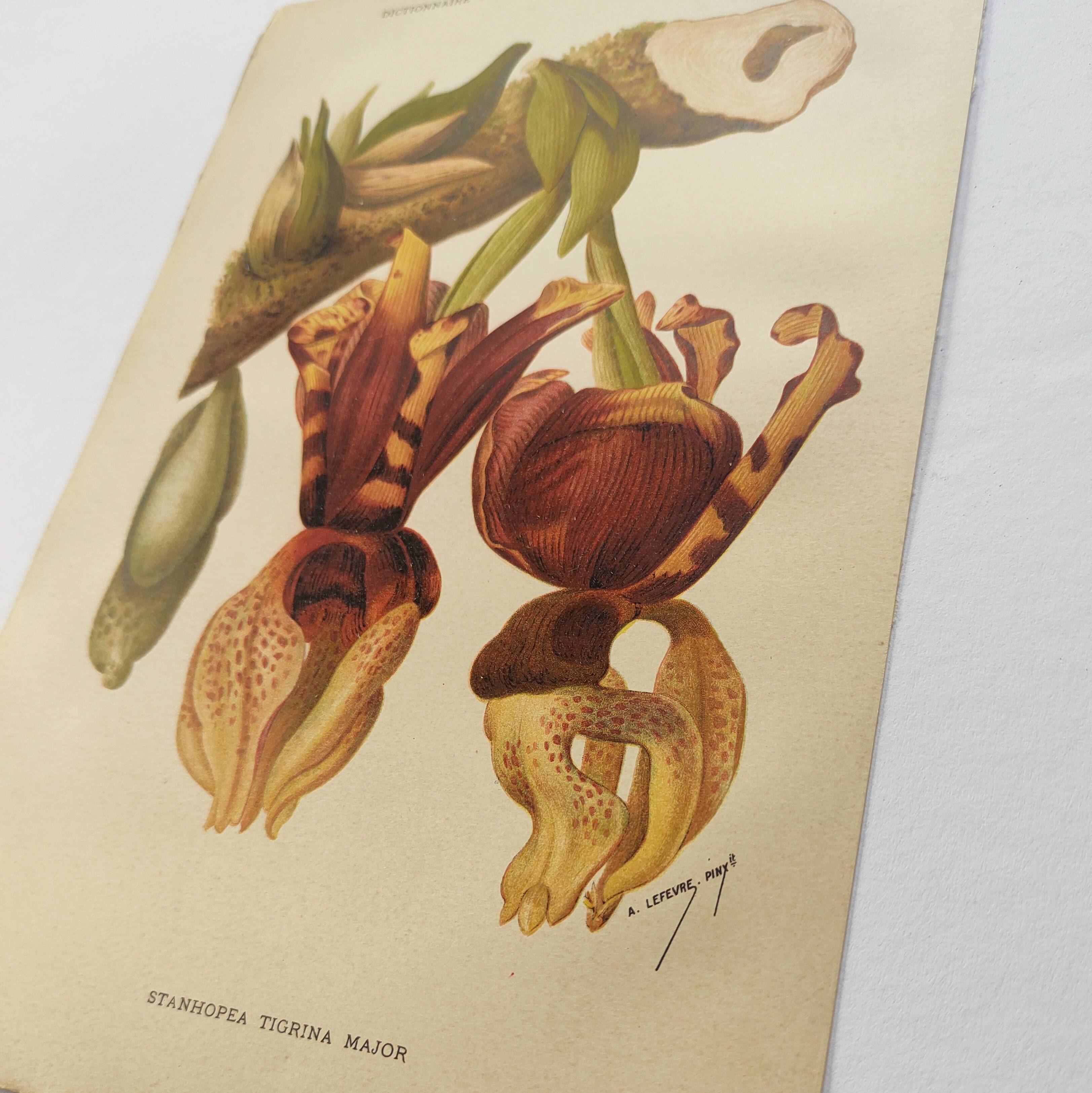 Old flower engraving 1899 - Stanhopea - Vintage botanical print