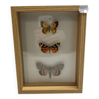 Naturalized butterflies frame