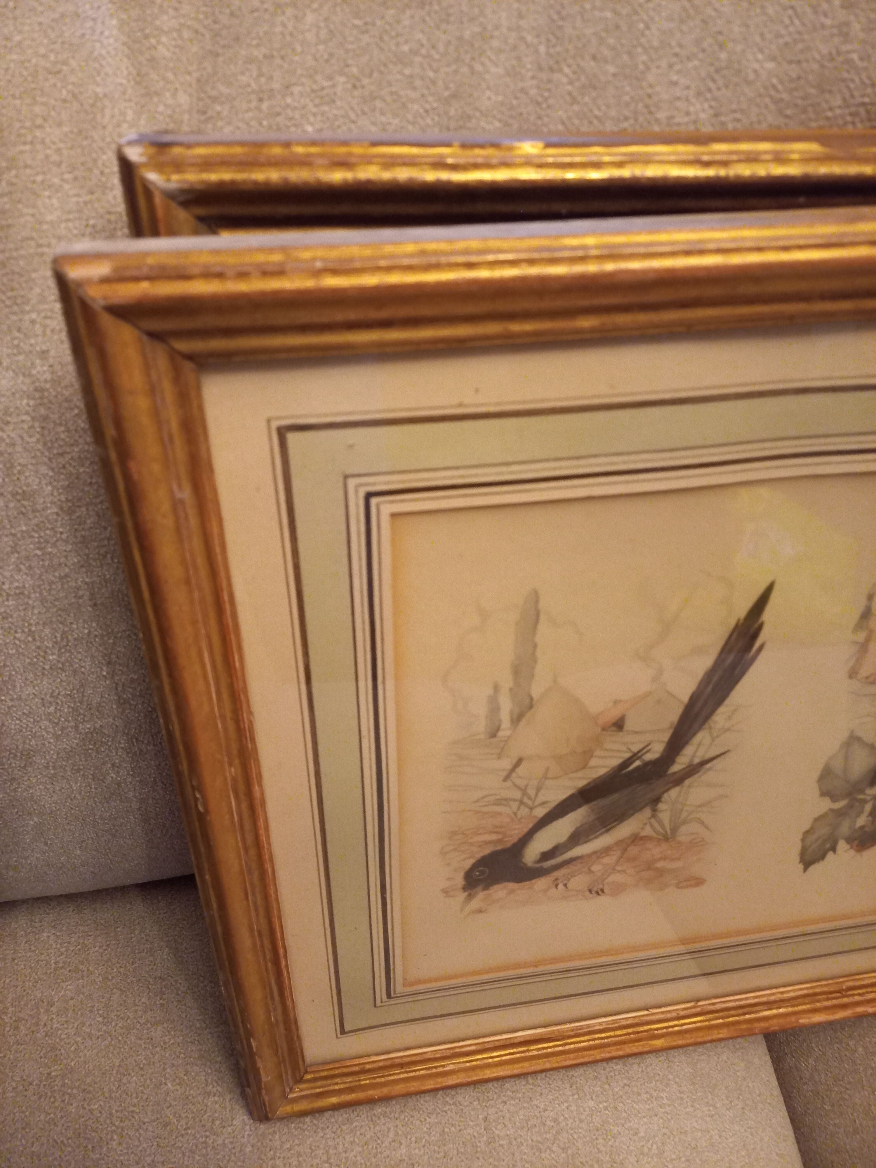 Lot 2 watercolors ancient birds