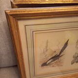 Lot 2 aquarelles oiseaux anciennes