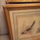 Lot 2 watercolors ancient birds