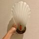 Glass shell wall lamp