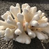 Corail