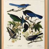Poster about jays and magpies, based on an old engraving from 1827.