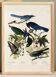Poster about jays and magpies, based on an old engraving from 1827.