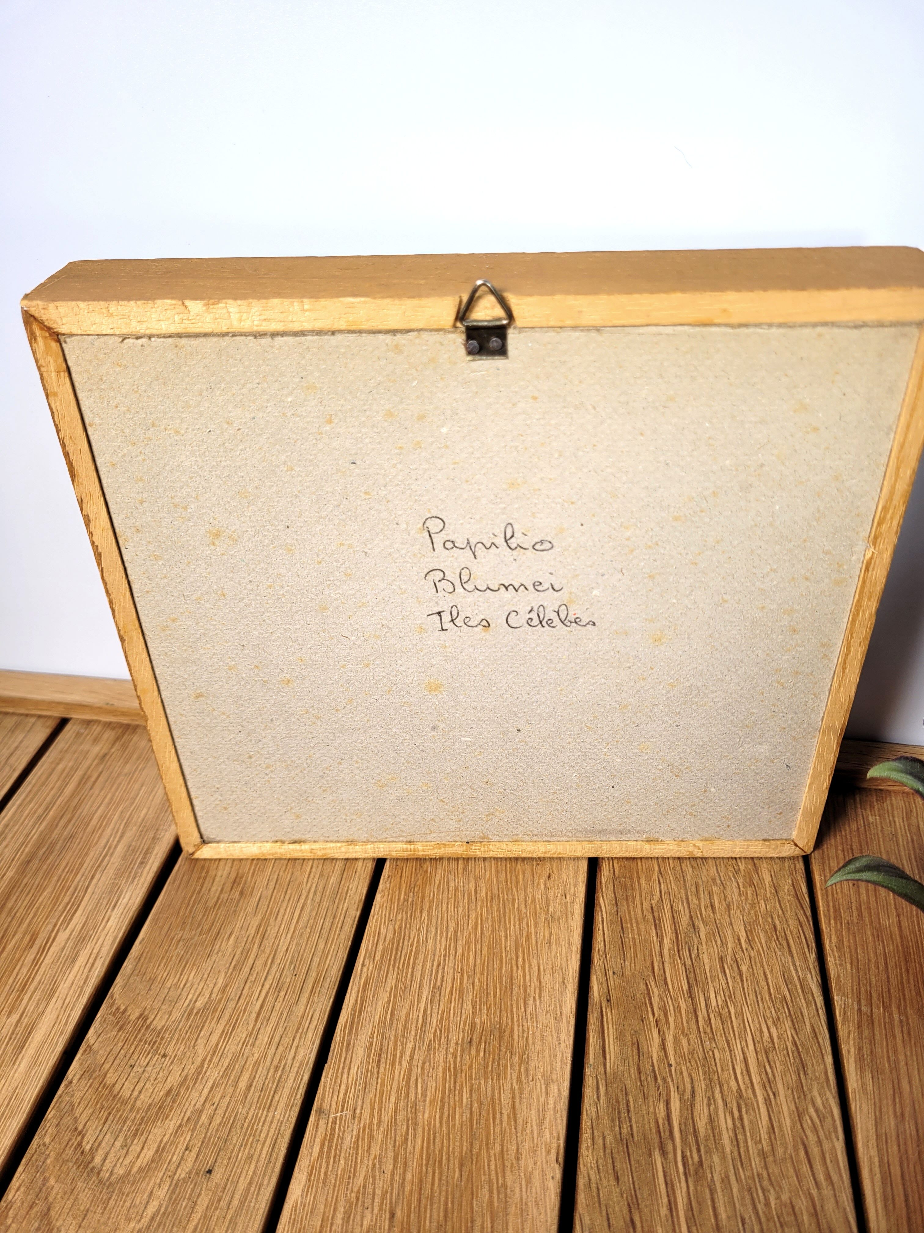 Butterfly frame Papilio blumei