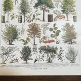 Lithograph on trees from 1928 "poplar"