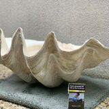 Clam