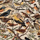 Lithograph on useful birds from 1911 (pipit)