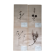 Anders's herbarium - ancient Swedish herbarium boards