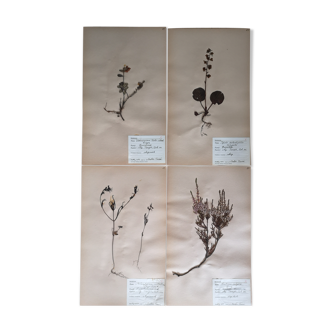 Anders's herbarium - ancient Swedish herbarium boards