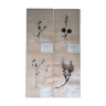 Anders's herbarium - ancient Swedish herbarium boards