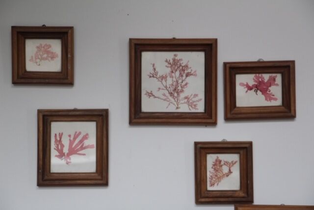 True alguier in walnut frame France 1960